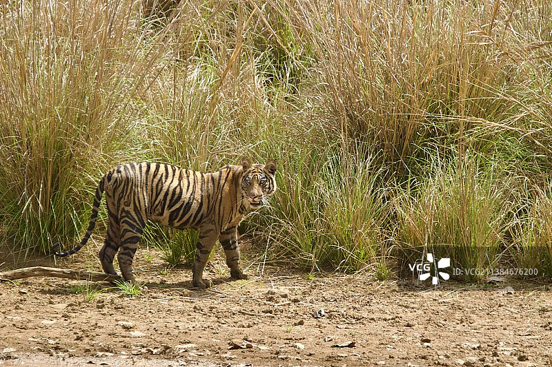 印度班德哈瓦加国家公园，老虎站在场地上的全长图片素材