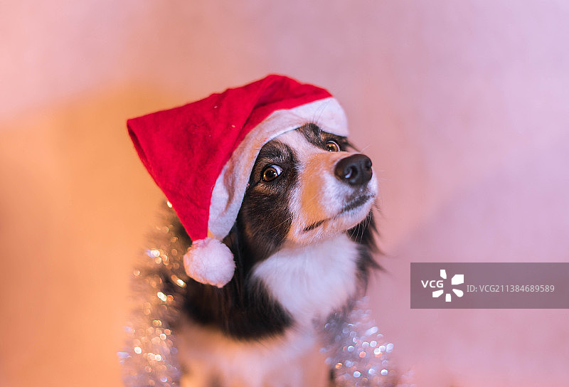 纯种狗在粉红色背景下戴着圣诞老人帽的特写图片素材