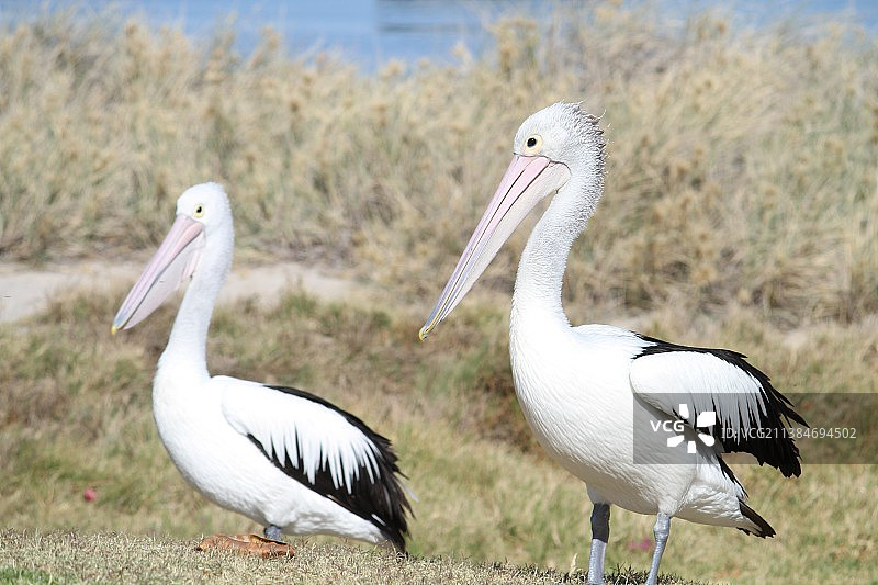 澳大利亚西部，卡尔巴里，野鸟栖息的特写图片素材