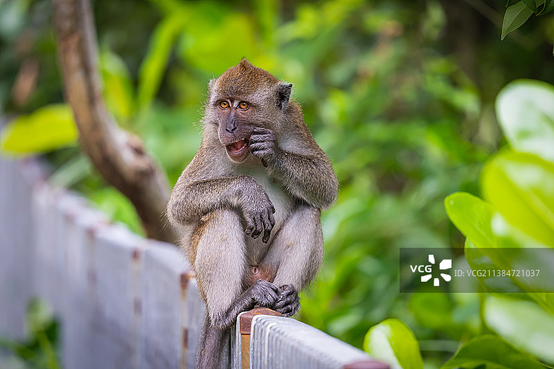 城市野生动物概念低角度视角猕猴坐在栏杆上，新加坡图片素材