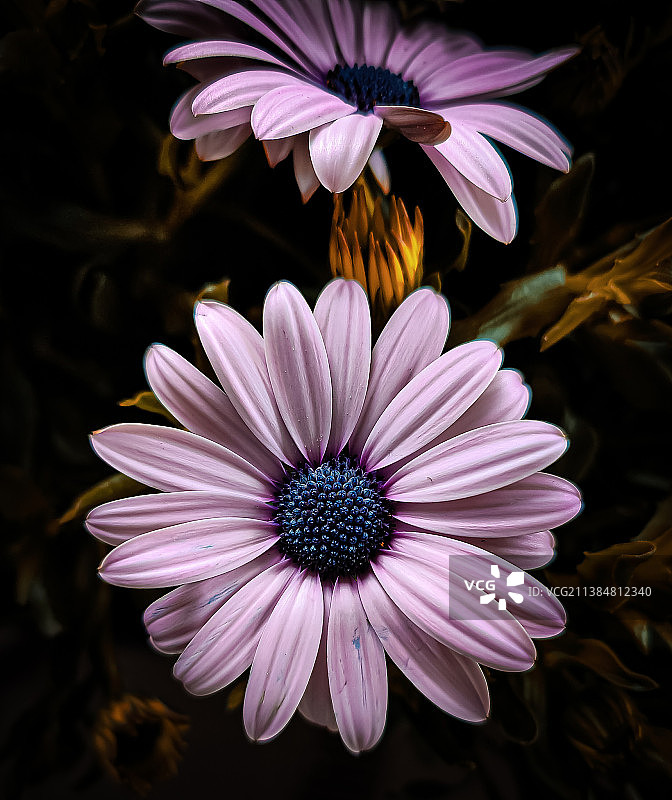 紫色花的特写图片素材
