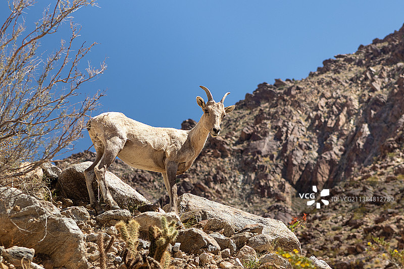 低角度的山羊站在岩石上对晴朗的天空，安扎博雷戈州立公园，美国，美国图片素材