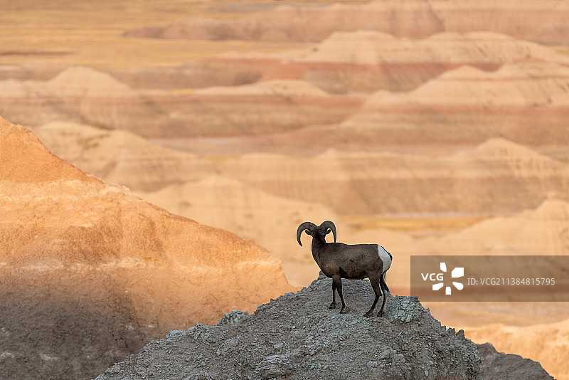 荒地视图，山羊站在岩石上的高角度视图，荒地国家公园，南达科他州，美国图片素材
