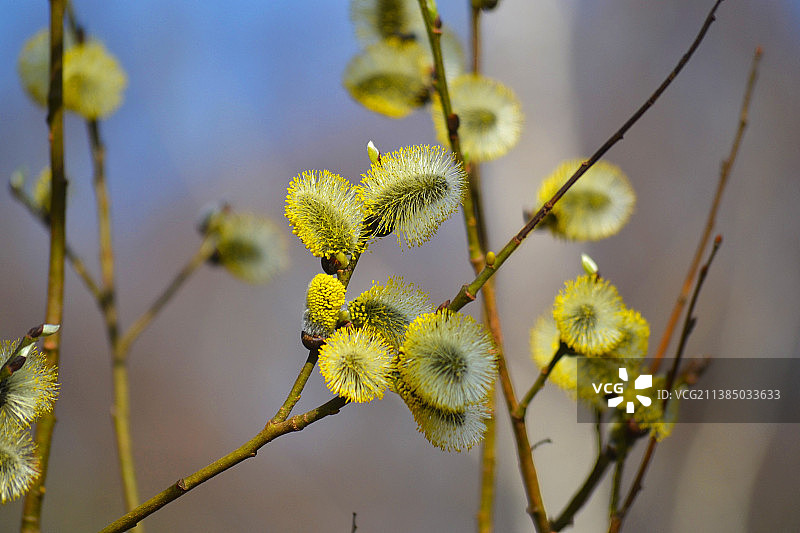 黄色开花植物的特写图片素材