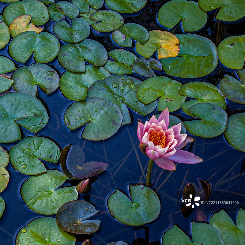 睡莲Pad，高角度的荷花睡莲在湖，康涅狄格，美国，美国图片素材