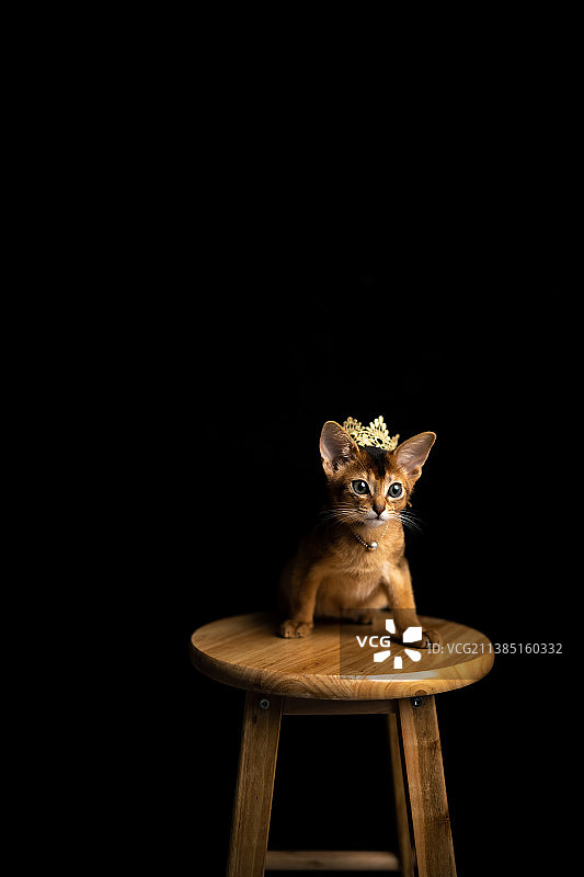 阿比西尼亚猫｜ 谷雨公子图片素材