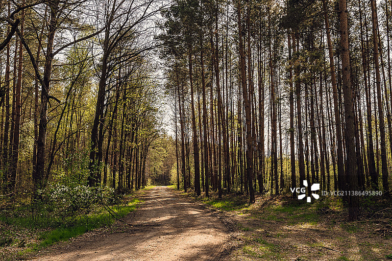 波兰波尼亚托维兹，森林中树木旁的空旷道路图片素材