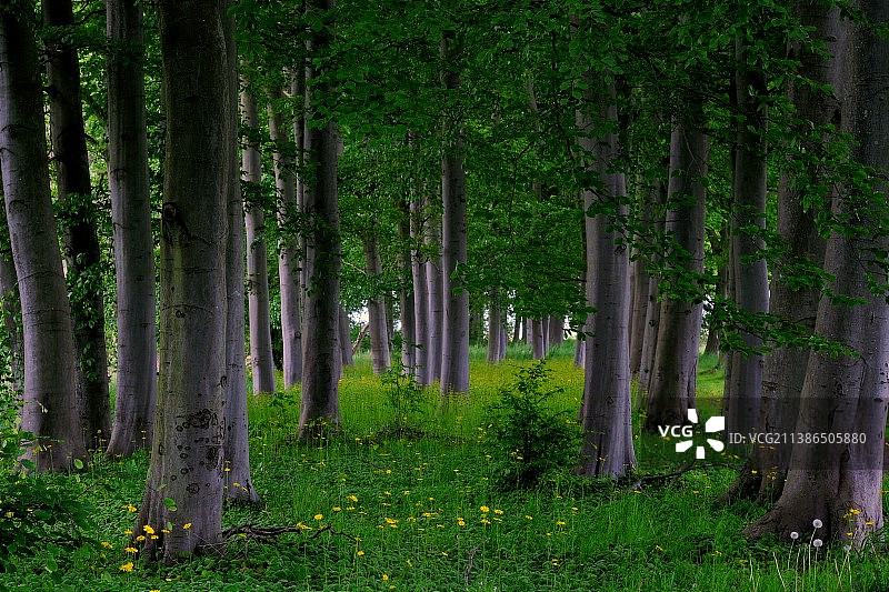 树木在森林图片素材