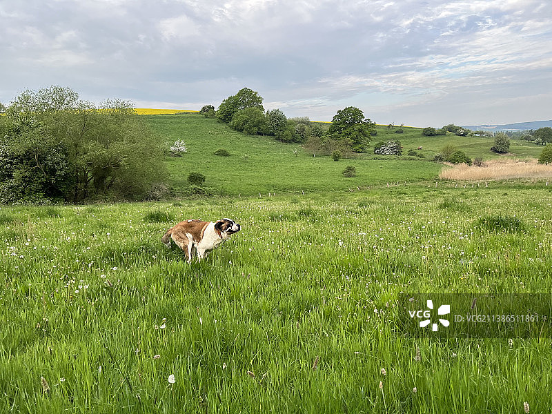 白天，一只伯尔尼山犬在夏天的田野上玩耍图片素材