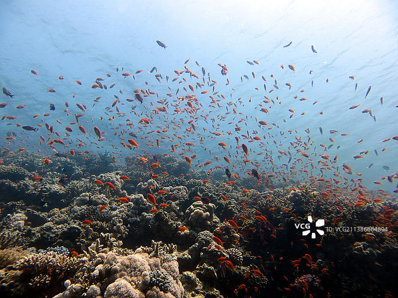 红海鱼类和珊瑚礁，埃及图片素材