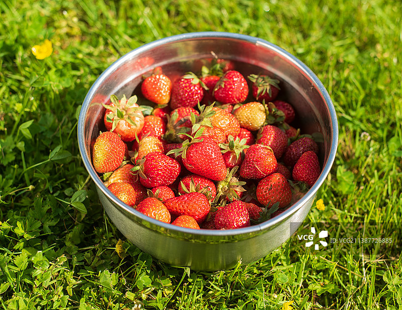 波兰，草莓在碗里的特写图片素材