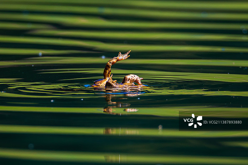 斯洛文尼亚，溺水的猎物蟾蜍的特写图片素材
