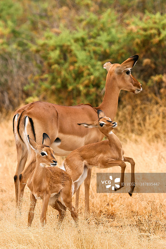 鹿站在田野的侧面视图，肯尼亚图片素材
