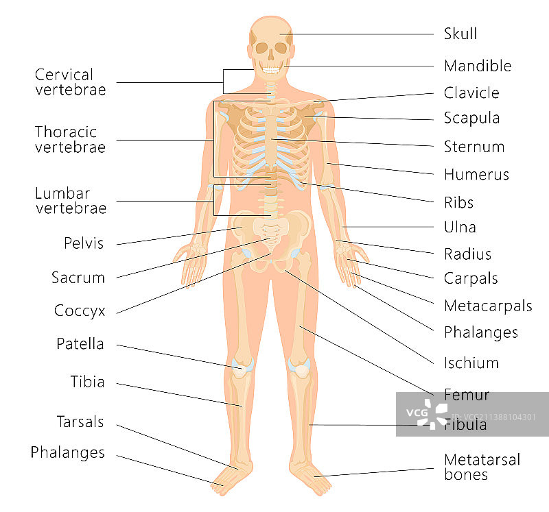人类骨骼系统与骨头的字母图片素材