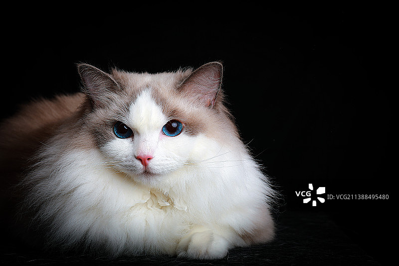 布偶猫肖像照图片素材