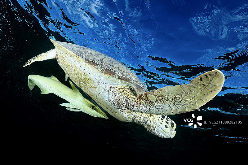 马约特，热带鱼在海里游泳的特写图片素材