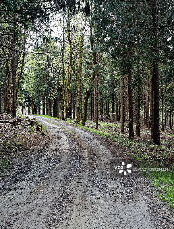 树林中空旷的道路图片素材