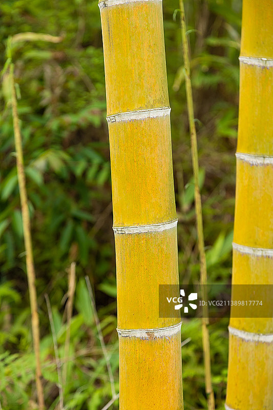成长的楠竹图片素材
