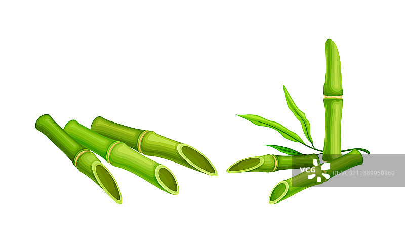 绿色竹茎集新鲜热带有机图片素材