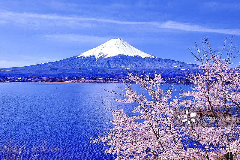 樱花盛开的川口湖和富士山图片素材