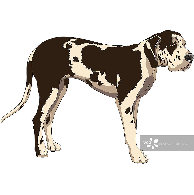 大丹犬品种孤立在白色背景图片素材