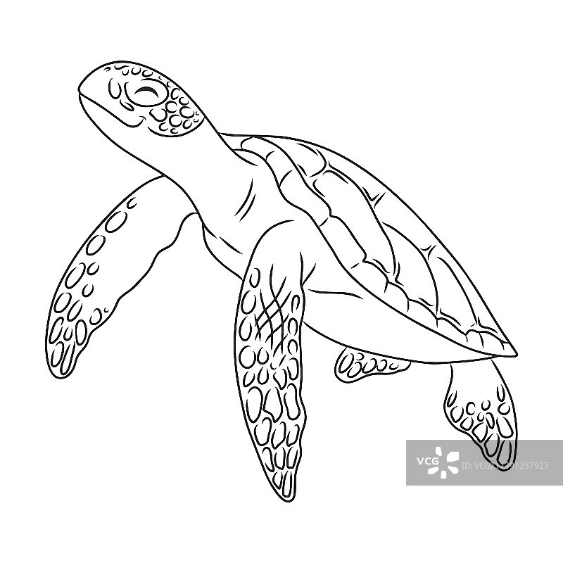 孤立的海龟图标轮廓图标图片素材