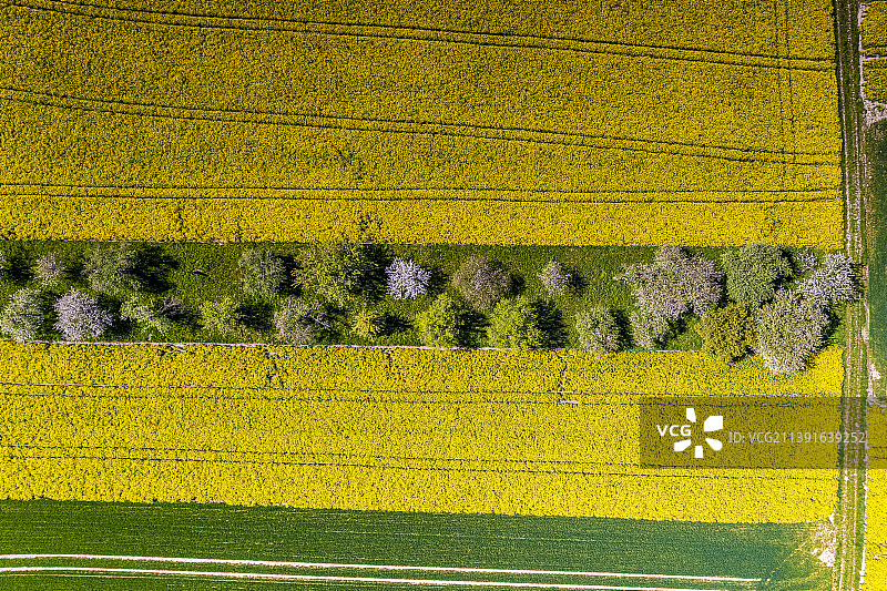 垂直无人机拍摄的德国春天的油菜田图片素材