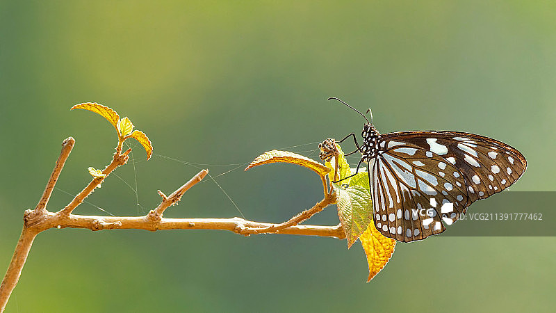植物上的蝴蝶特写，喀拉拉邦，印度图片素材