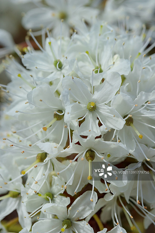 白色开花植物的特写图片素材