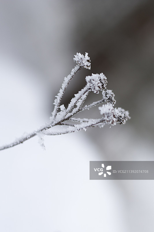 冰冻植物特写图片素材