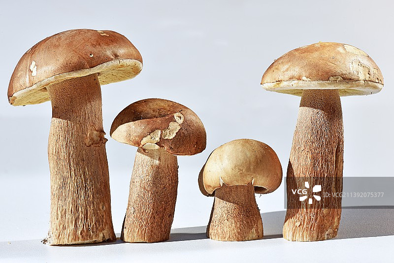 牛肝菌 蘑菇 Cpe dt 斯坦皮尔兹 网状牛肝菌图片素材