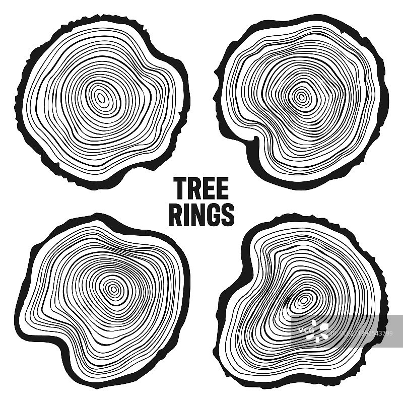 圆形树干可切出锯好的松树或橡树片图片素材