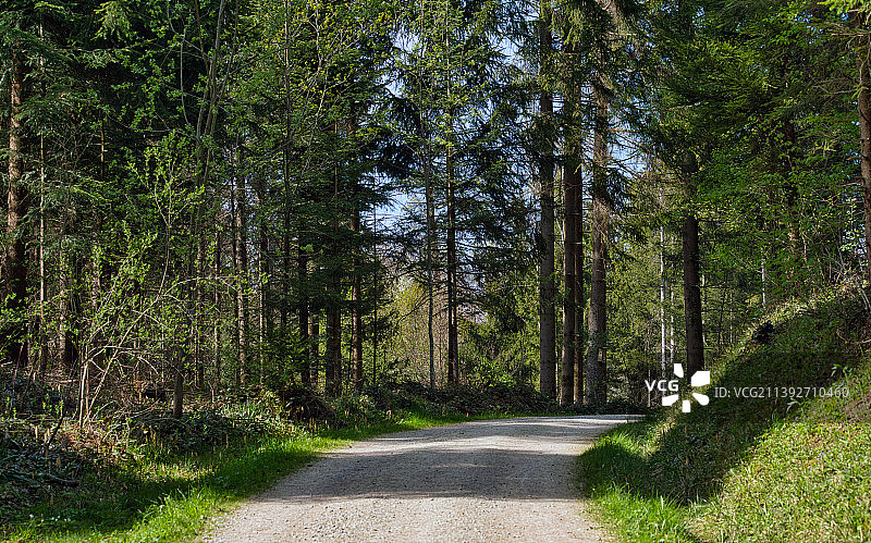 瑞士，树林中空旷的道路图片素材