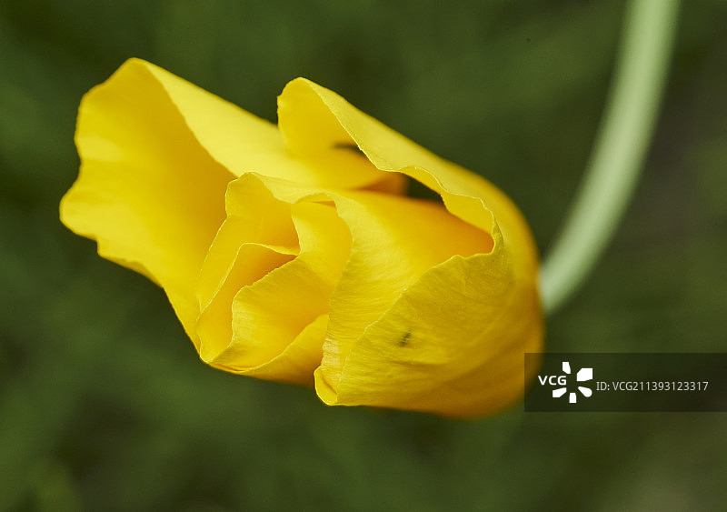 特写黄玫瑰花，渥太华，安大略省，加拿大图片素材