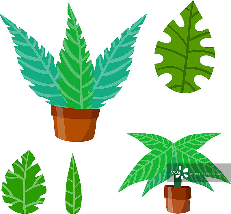 家庭盆栽植物设置大绿叶图片素材