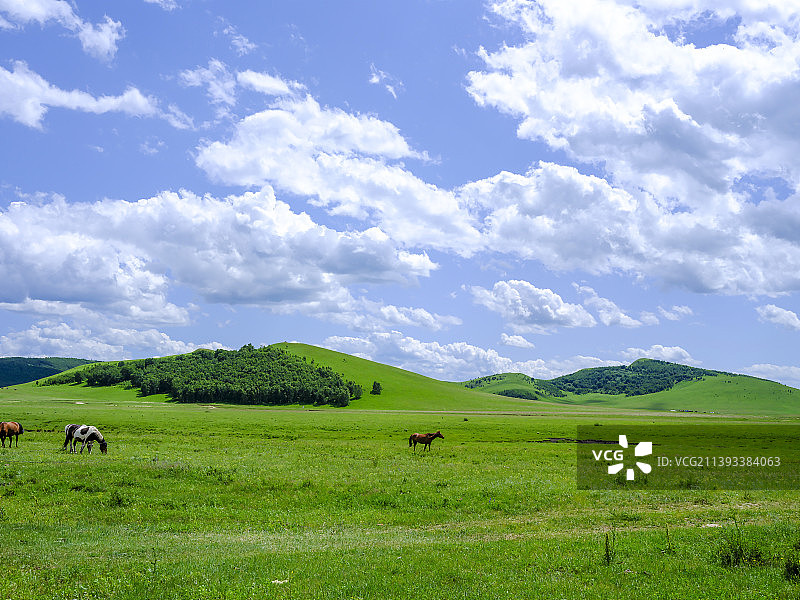 内蒙古克什克腾旗乌兰布统草原美丽的夏季图片素材
