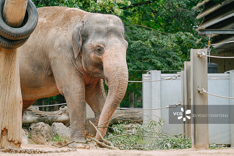 正在进食的大象，拍摄于动物园图片素材