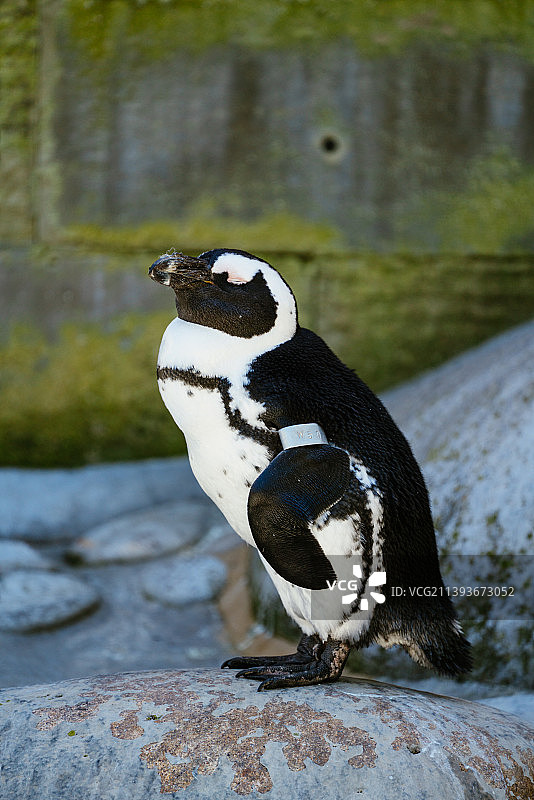 极地黑脚企鹅特写镜头图片素材