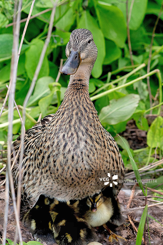 绿头鸭母鸡她的新孵出的小鸭子，北池塘自然保护区，美国，美国图片素材
