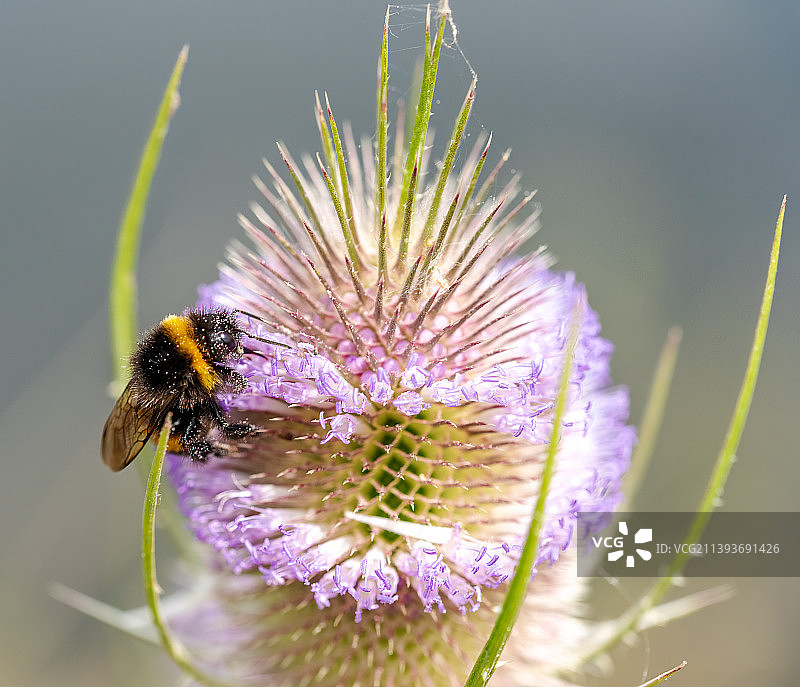蜜蜂在紫色花朵上的特写，巴赫，德国图片素材