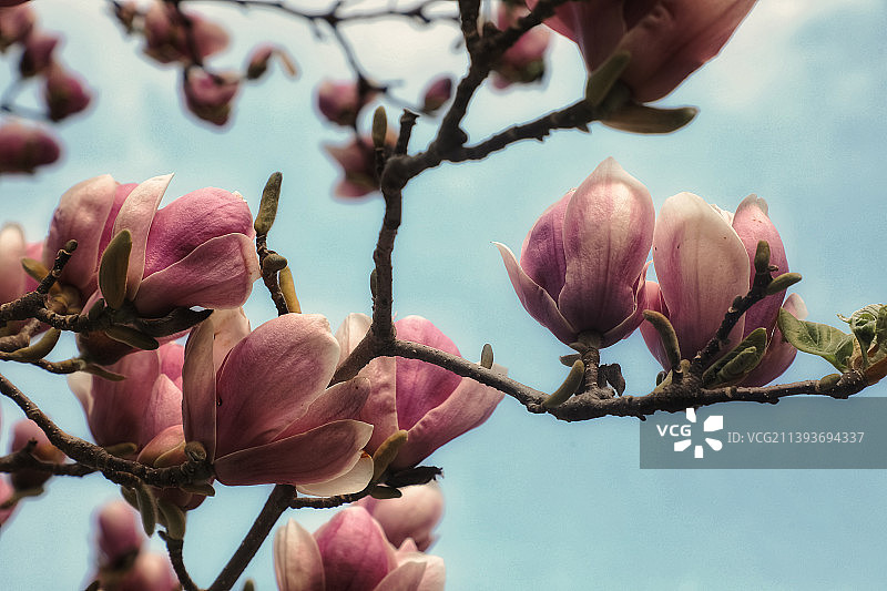 春天粉红色樱花的低角度视图图片素材