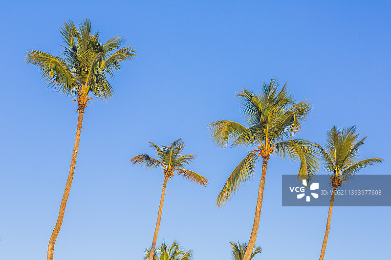多米尼克共和国傍晚阳光下的棕榈树图片素材