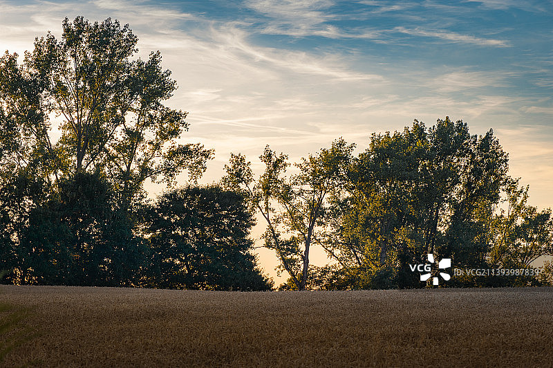 日落时，田野上的树木映衬着天空图片素材