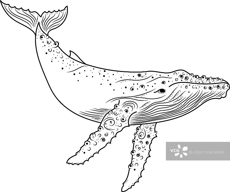 鲸鱼鲸鱼轮廓神秘的鲸鱼图片素材