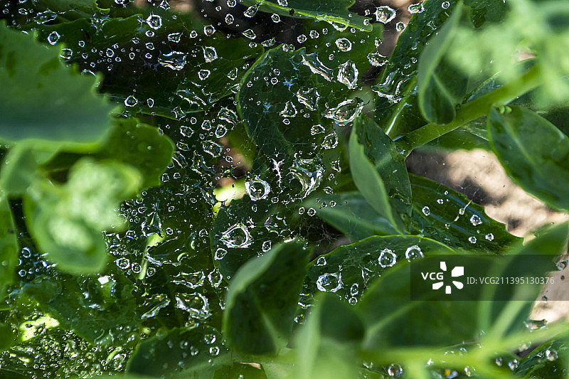 乌克兰雨季潮湿植物叶子的特写图片素材