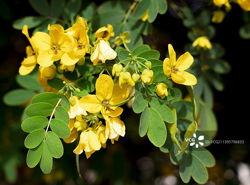 黄色开花植物特写，波兰图片素材
