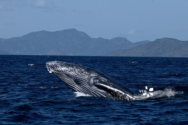 马约特岛，座头鲸在海里游泳的高角度视角图片素材