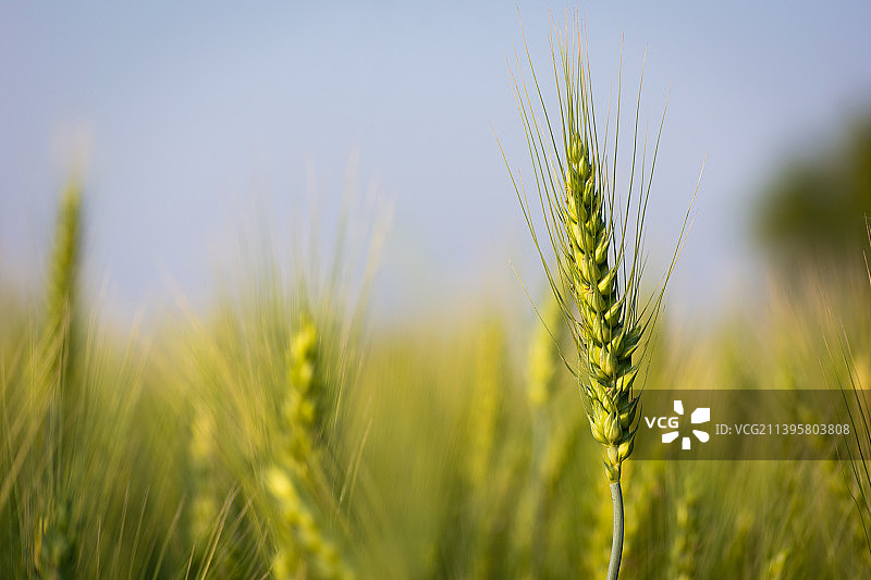 小麦在天空下生长的特写图片素材