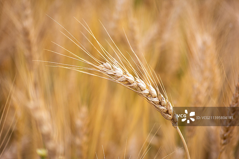 麦田里小麦生长的特写图片素材