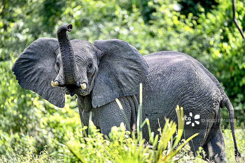 坦桑尼亚，姆库塔诺，小象站在草地上的侧视图图片素材